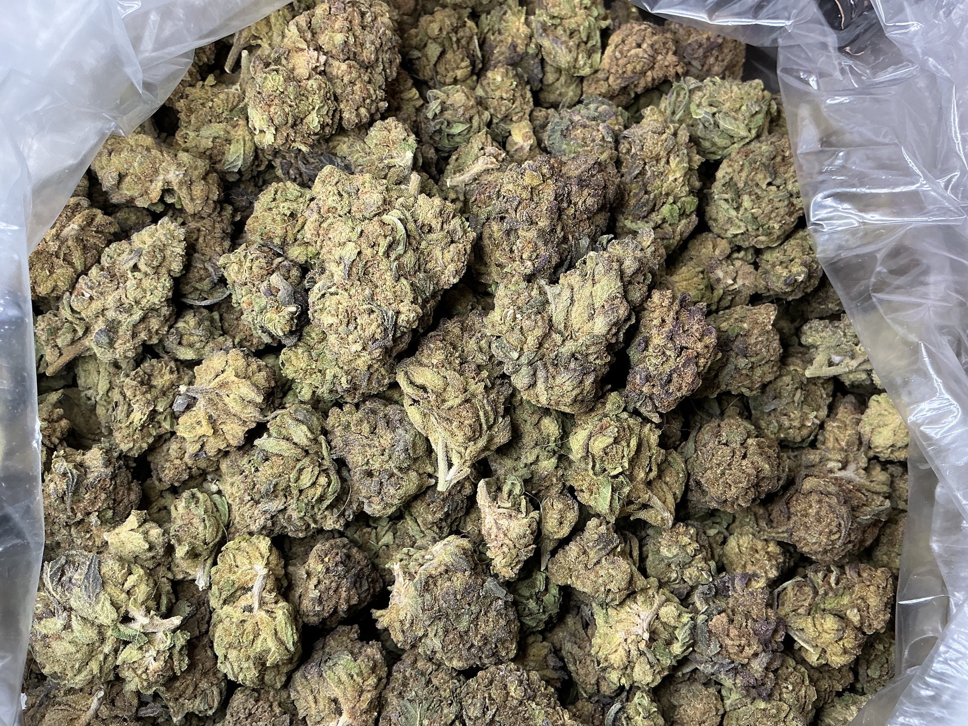 White Kush THCa Flower (Budget) **Light Seeds*** / 14 Grams (1/2)